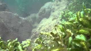 preview picture of video 'Scuba Diving in Malvan'