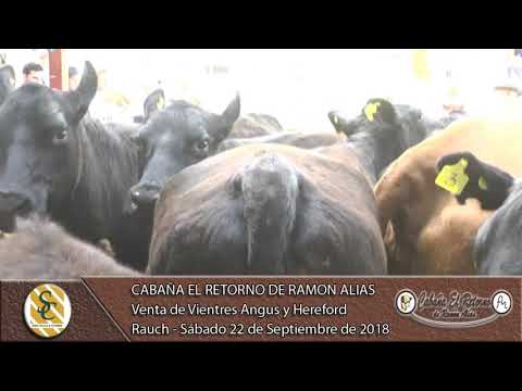 22-09-18 Venta de Vientres Angus y Hereford - Cabaña El Retorno de Ramón Alias - Rauch