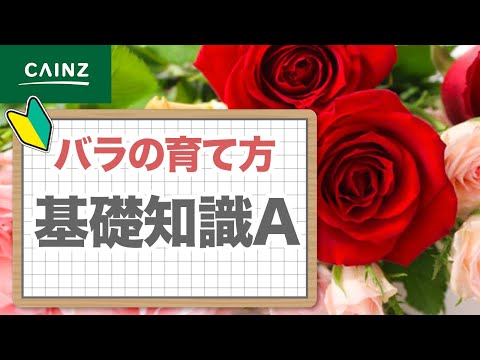 美しいバラの茂みを育てるにはどうすればよいですか？マスターすべき 6 つの基本的なジェスチャー  庭園