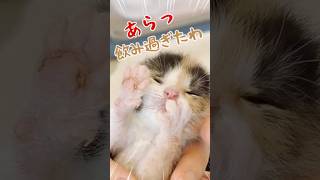 子猫のかわいい～がいっぱいの動画｜猫は人の動かし方を知っている【保護猫生活】