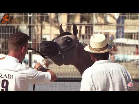 N 89 BA MARSHAL   2020 Menton Mediterranean and Arab Countries Arabian Horse Championship   Yearling