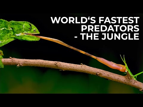 World's Fastest Predators