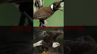 Download lagu cililin vs elang (masteran murai) #masteranjernih #kicaumania #muraijantan #kicaumanianusantara mp3