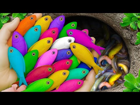 Catch beautiful aquarium fish in small pond baby turtles, eel, koi, guppies blu, rat fish, iguanas.