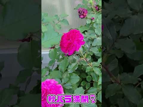  8月にバラの茂みを切る: バラの繁殖方法に関するビデオチュートリアル  庭園