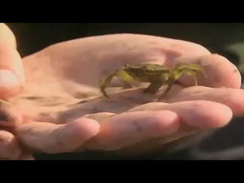 Teletubbies TV Digging in the Sand for Crabs Date 26 March 1998