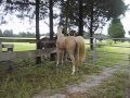 Amazing Video Of Mare Interacting With Stallions For The First Time