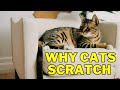 Why Do Cats Scratch Furniture Why Cats Scratch Catscratching Cat Grooming Cat Grooming Guru