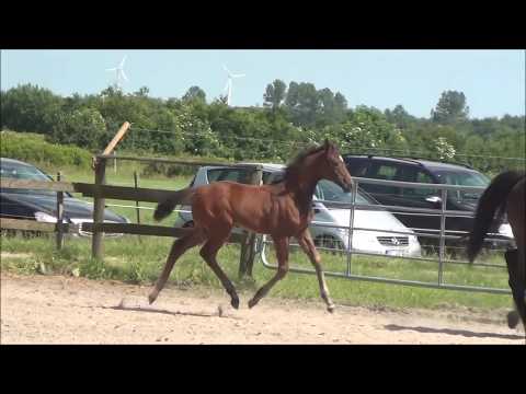 *2017 Stutfohlen von Franziskus - Carpaccio