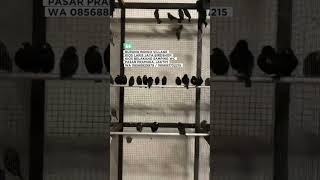 Download lagu SEMUA SALAH SANGKA INI DIA GURU VOKAL MURAI NASIONAL BURUNG INDIGO VILLAGE mp3