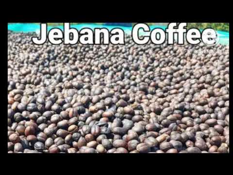 walaalloo baareeduu kutaa 2ffaa