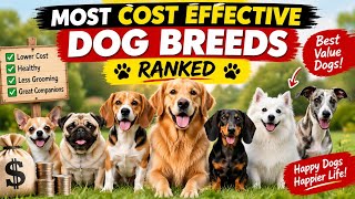 Most Cost-Effective Dog Breeds Ranked Score (Save Money)