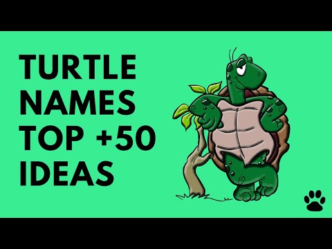 Turtles Names
