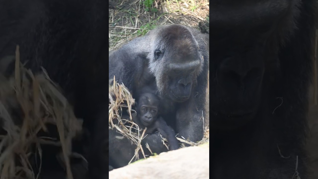 Baby Gorilla SANTARO playing in his mother GENKI’s arms 🦍