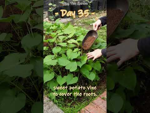 , title : 'Cultivating Sweet Potatoes with Care #sweetpotato #gardening'