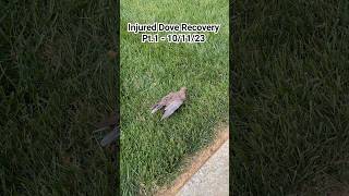 Found a mourning dove with an injured wing! What should I do? #injuredbird