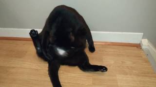 The masturbating cat is at it again!