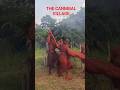 THE CANNIBAL VILLAGE Eat Alive