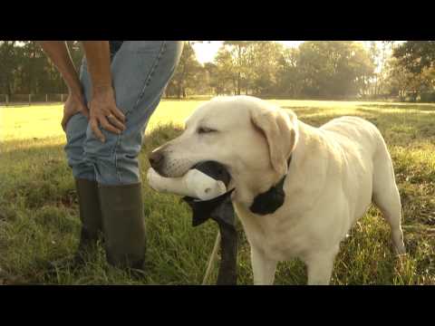 UF veterinary surgeons say first total knee replacement surgery in dog successful