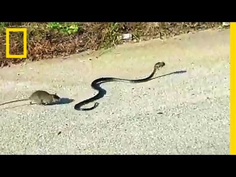 download lagu mp3 mp4 Www Rat, download lagu Www Rat gratis, unduh video klip Www Rat