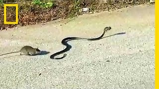 Watch: Mother Rat Saves Baby from Snake | National Geographic