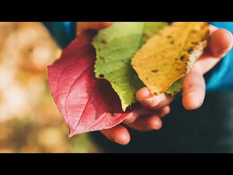 پاییز - Autumn