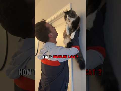 4 Ways to Discipline Your Cat 😎🏅  #cats #fact