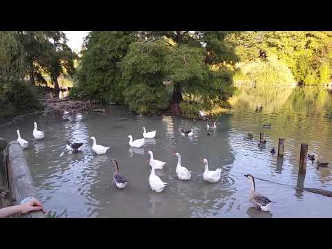 Anatre e oche al lago di Rimini