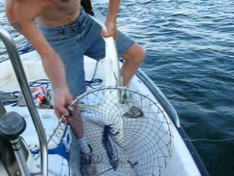 Andrew Bennett  and Ron Bennett (shark fishing)