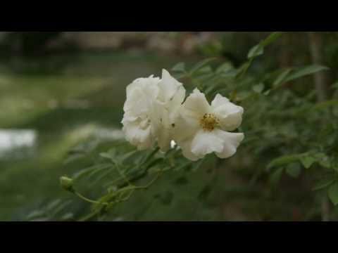 Pictures By Sony camera DSLR - A230