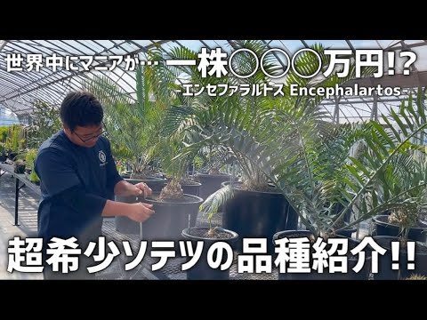 園芸 オーブリエート