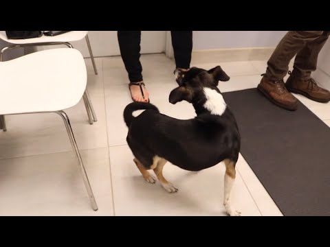 YouTube video about: Why do dogs walk in circles before they die?