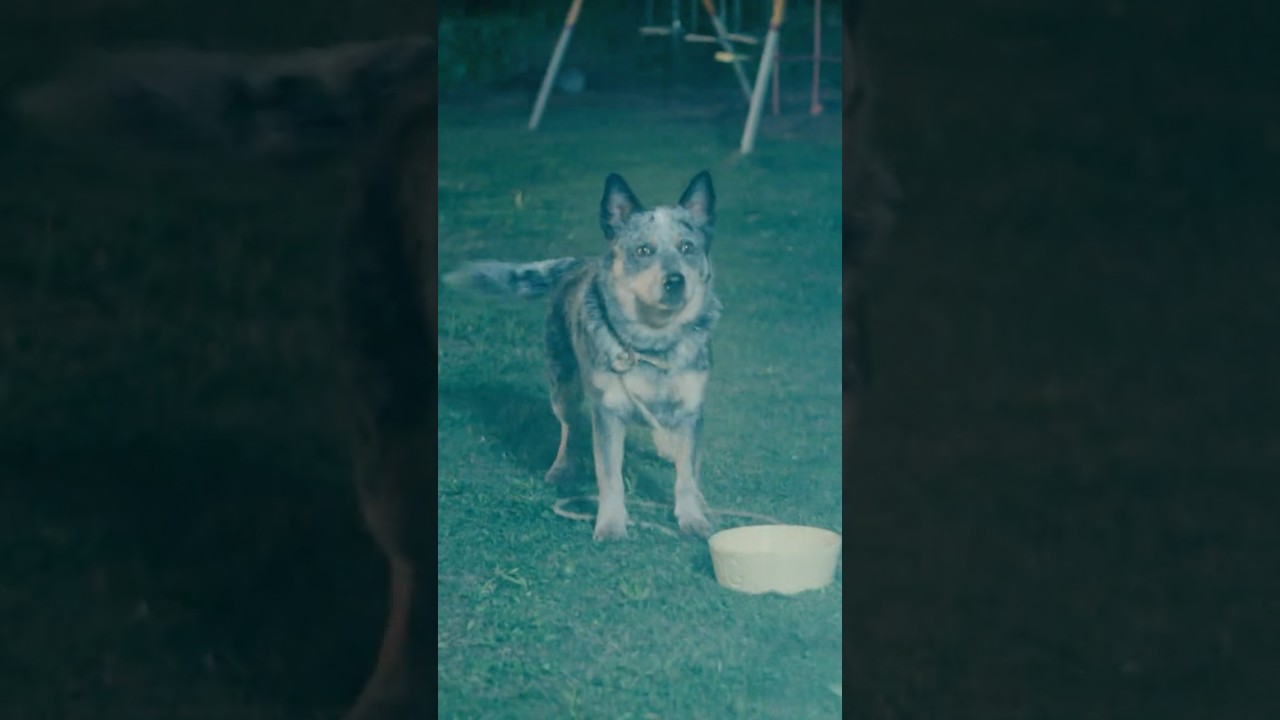 Video náhled