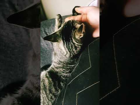 Meesha Cat #trending #shorts #relatable #cats #catvideos #pets #catlovers #kitten #kitty #fyp #fy