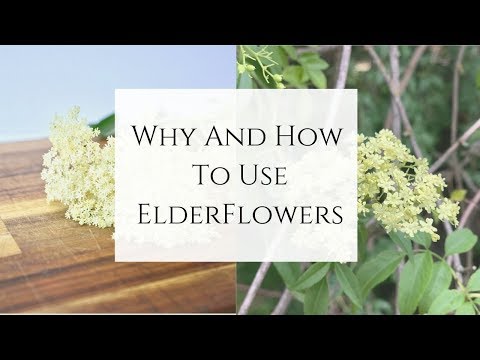 Why and How to use Elderflowers