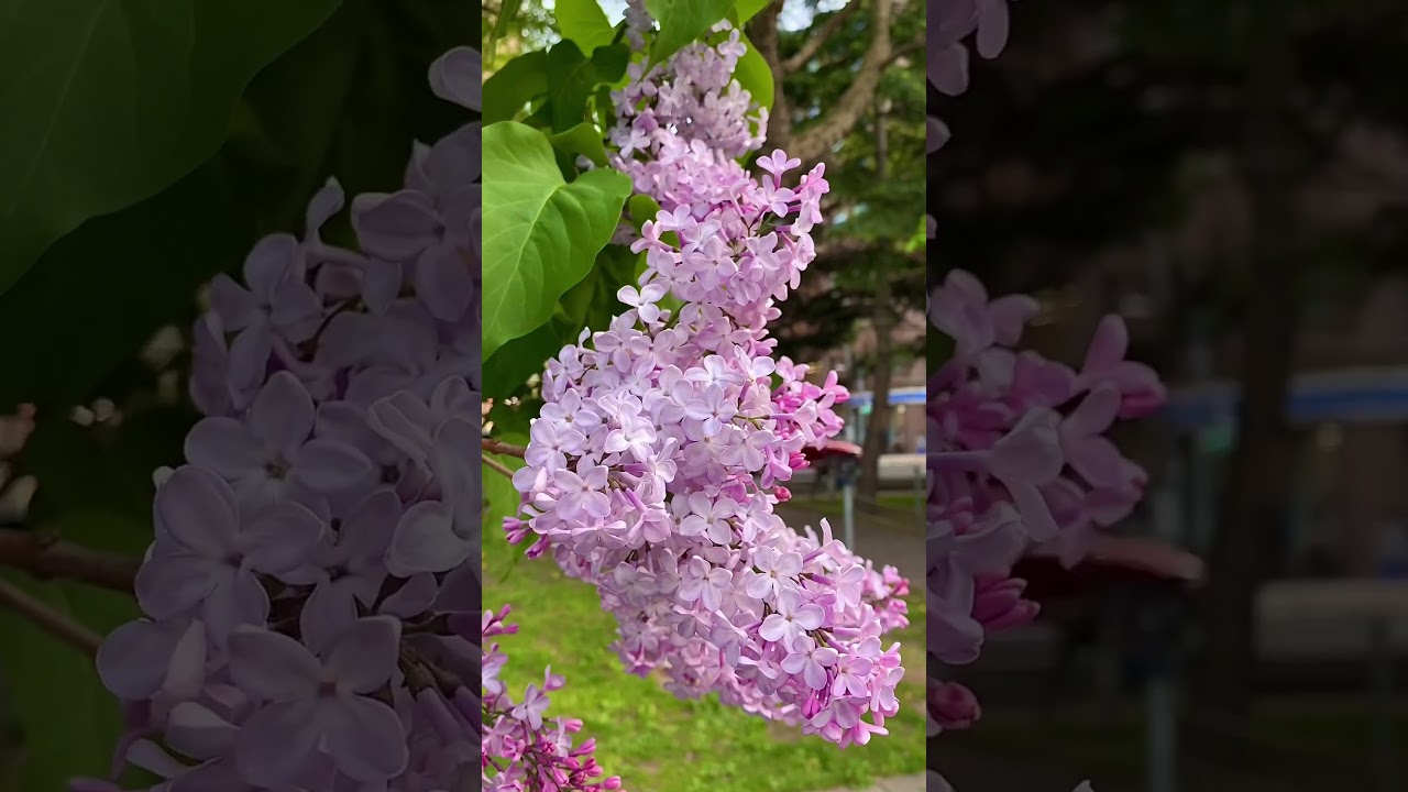 YouTube Short thumbnail