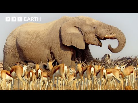 A Journey Across Africa | BBC Earth