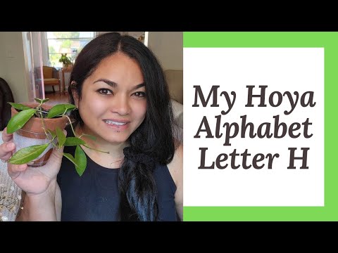 , title : 'My Hoya Alphabet Letter H #houseplants #plantcare #hoya'