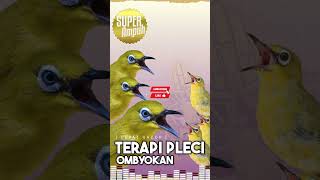 Download lagu Terapi Pleci Suara Ombyokan Menaikan Emosi Pleci mp3