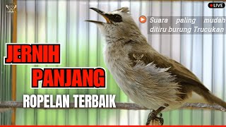Download lagu SUARA JERNIH‼️TRUCUKAN GACOR ROPEL PANJANG MASTERAN-PANCINGAN AMPUH TRUCUKAN BAHAN PASTI NYAUT ROPEL mp3