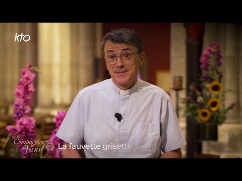 La fauvette grisette