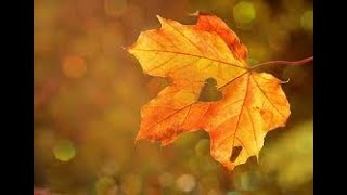 Die toten hosen  - Nur zu Besuch   (Subtitulada Español)