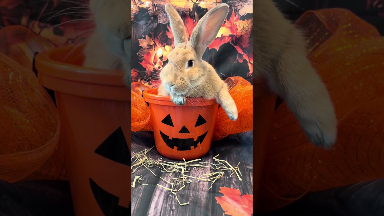 Enlarge Pumpkin Spice, a Adoptable Bunny Rabbit in Pauls Valley, OK video 2/2