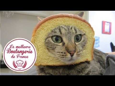 French cats playing patty cake