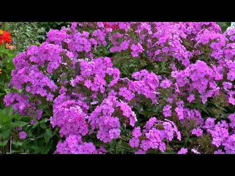 Flowers relaxing music 🎶, lovely flowers with music, stress relief,calm, meditation,flowers🌹