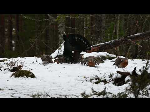 Tjäderspel med 40 hönor Capercaillie lek with 40 females Grand tétras lek avec 40 femelles
