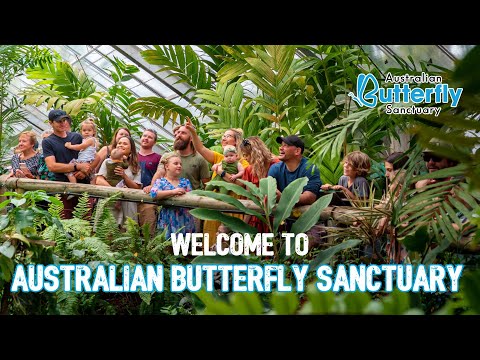 Australian Butterfly Sanctuary