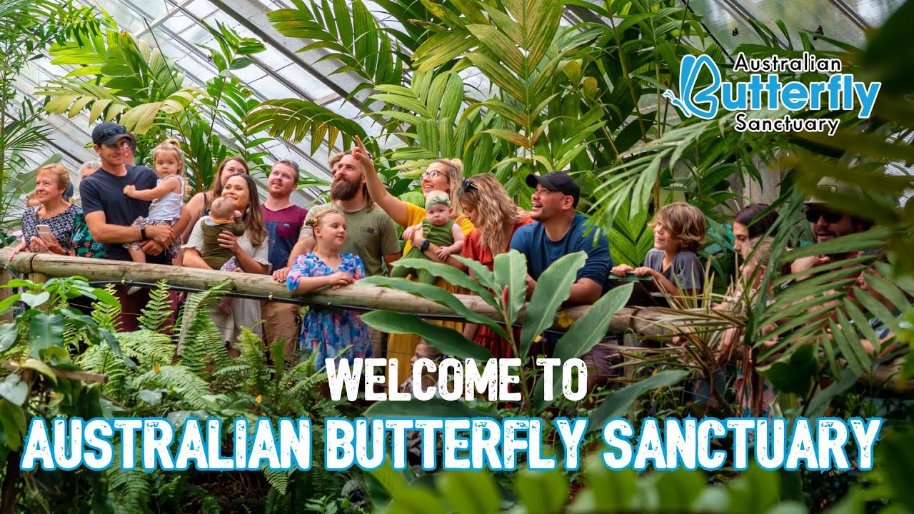 Discover a captivating peek of Australian Butterfly Sanctuary.