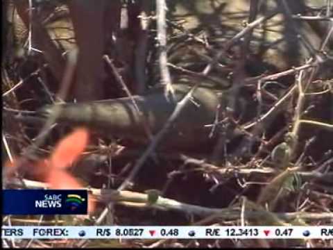 Rhino poachers shot in Kruger National Park