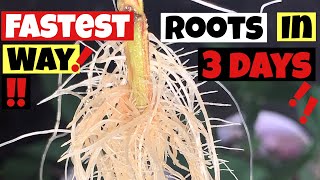 HOW TO CLONE CANNABIS !!!! ROOTS IN 3 DAYS STEP BY STEP GROW GUIDE